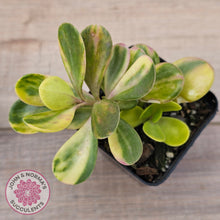 Load image into Gallery viewer, Senecio Jacobsenii 'Trailing Jade' Variegata