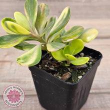 Load image into Gallery viewer, Senecio Jacobsenii 'Trailing Jade' Variegata