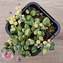 Load image into Gallery viewer, Senecio 'Weeping Angel'