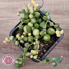 Load image into Gallery viewer, Senecio 'Weeping Angel'