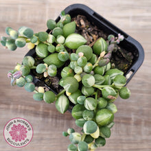 Load image into Gallery viewer, Senecio 'Weeping Angel'