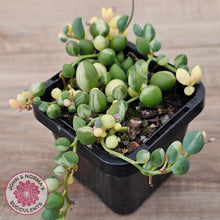 Load image into Gallery viewer, Senecio 'Weeping Angel'