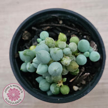Load image into Gallery viewer, Senecio citriformis 'Baby Chalk Sticks'