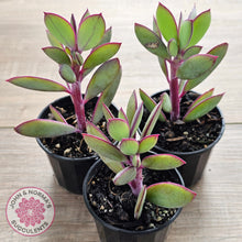 Load image into Gallery viewer, Senecio crassissimus - Vertical Leaf Senecio