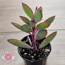 Load image into Gallery viewer, Senecio crassissimus - Vertical Leaf Senecio