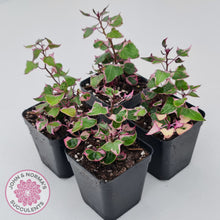 Load image into Gallery viewer, Senecio macroglossus variegata - Wax Vine