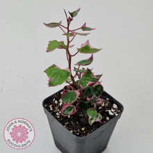 Load image into Gallery viewer, Senecio macroglossus variegata - Wax Vine