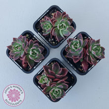 Load image into Gallery viewer, Sinocrassula indica - John & Norma's Succulents Australia