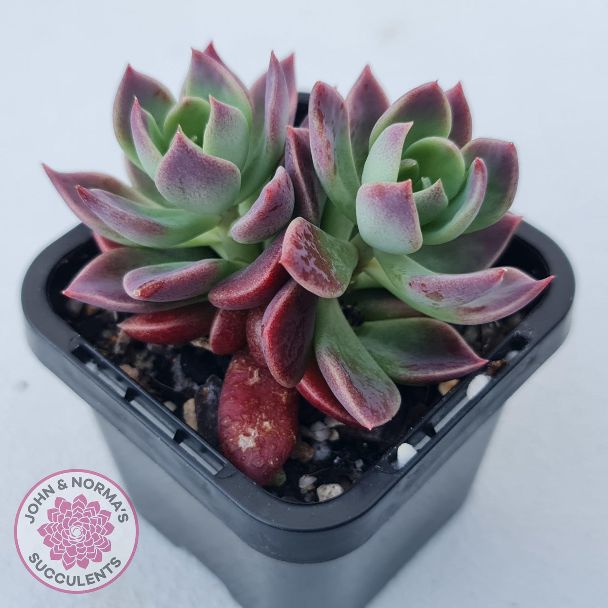 Sinocrassula indica