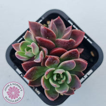 Load image into Gallery viewer, Sinocrassula indica - John & Norma's Succulents Australia