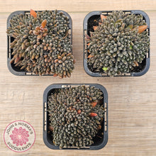 Load image into Gallery viewer, Sinocrassula yunnanensis