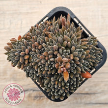 Load image into Gallery viewer, Sinocrassula yunnanensis