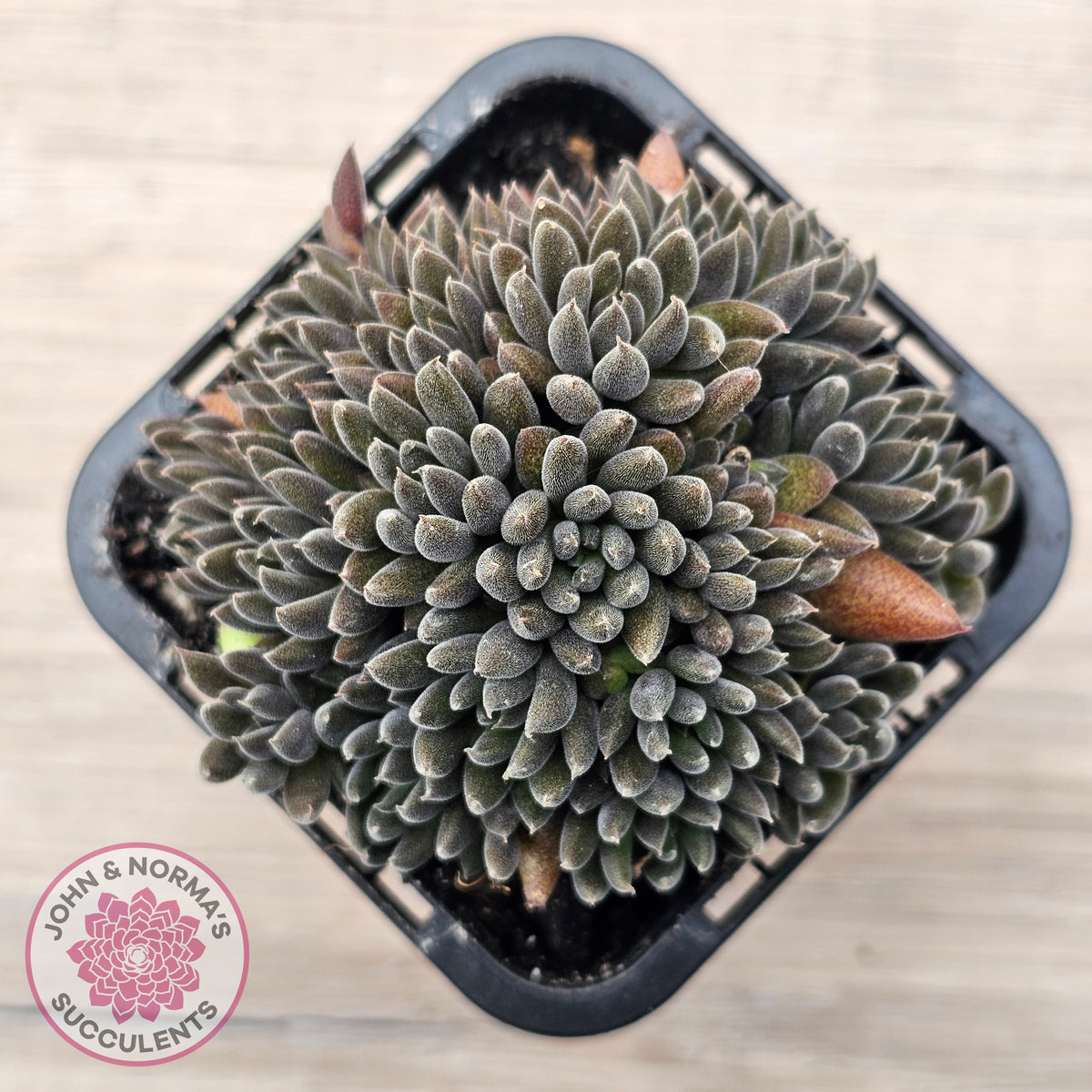 Sinocrassula yunnanensis