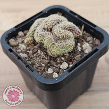 Load image into Gallery viewer, Sulcorebutia langeri f. cristata