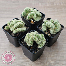 Load image into Gallery viewer, The Brain Cactus - Mammillaria elongata f. cristata - John & Norma's Succulents Australia