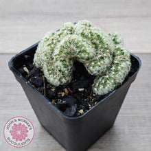 Load image into Gallery viewer, The Brain Cactus - Mammillaria elongata f. cristata - John & Norma's Succulents Australia