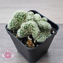 Load image into Gallery viewer, The Brain Cactus - Mammillaria elongata f. cristata - John & Norma's Succulents Australia