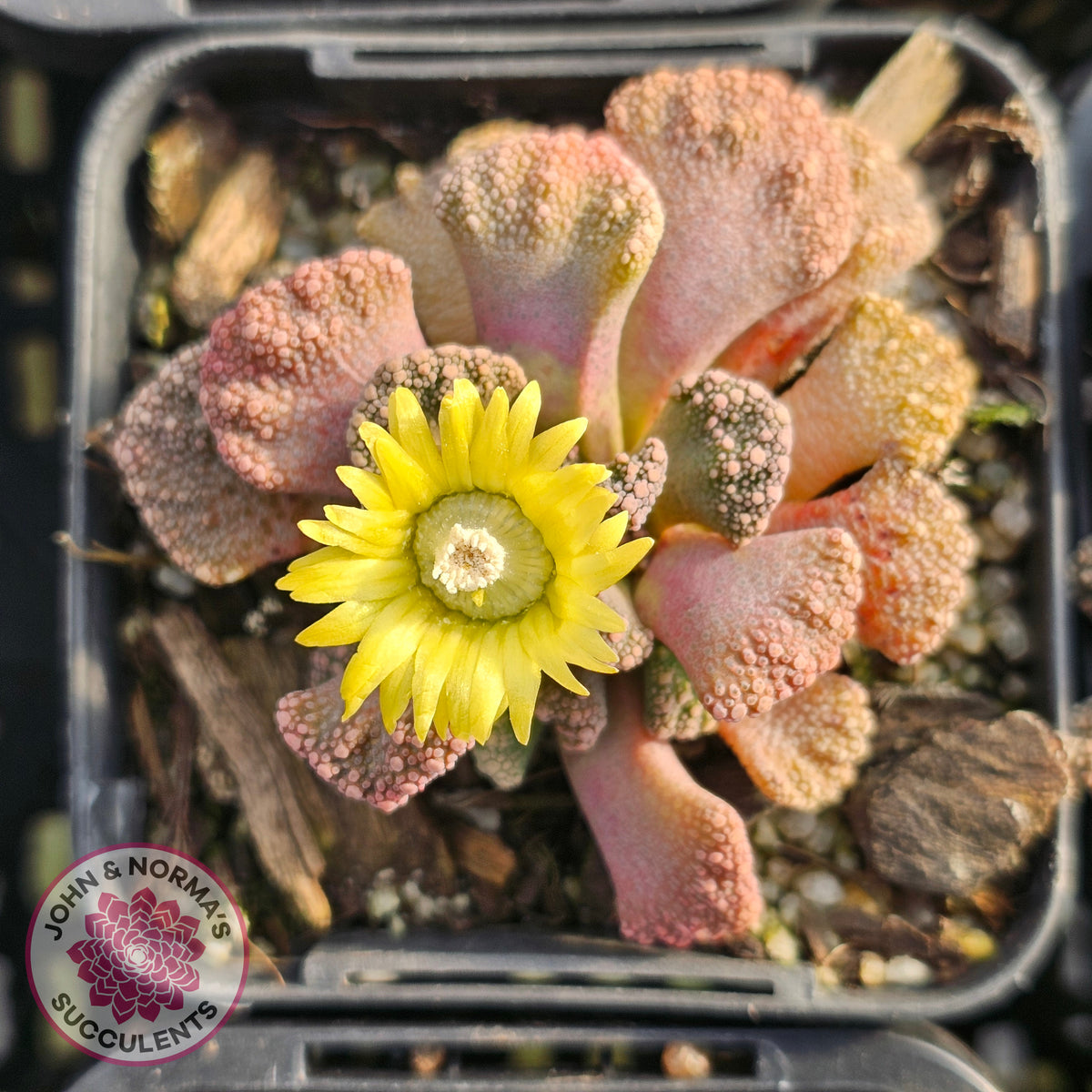 Titanopsis calcarea 'Concrete Leaf'