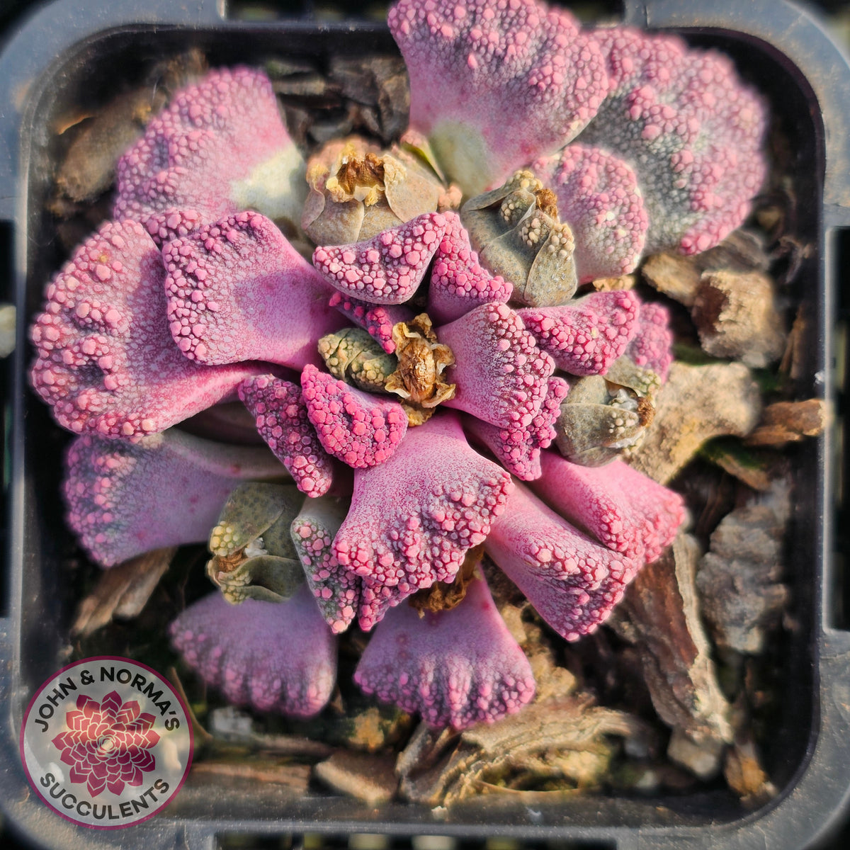 Titanopsis calcarea 'Concrete Leaf'