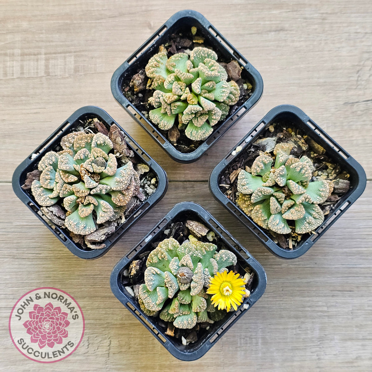 Titanopsis calcarea 'Concrete Leaf'