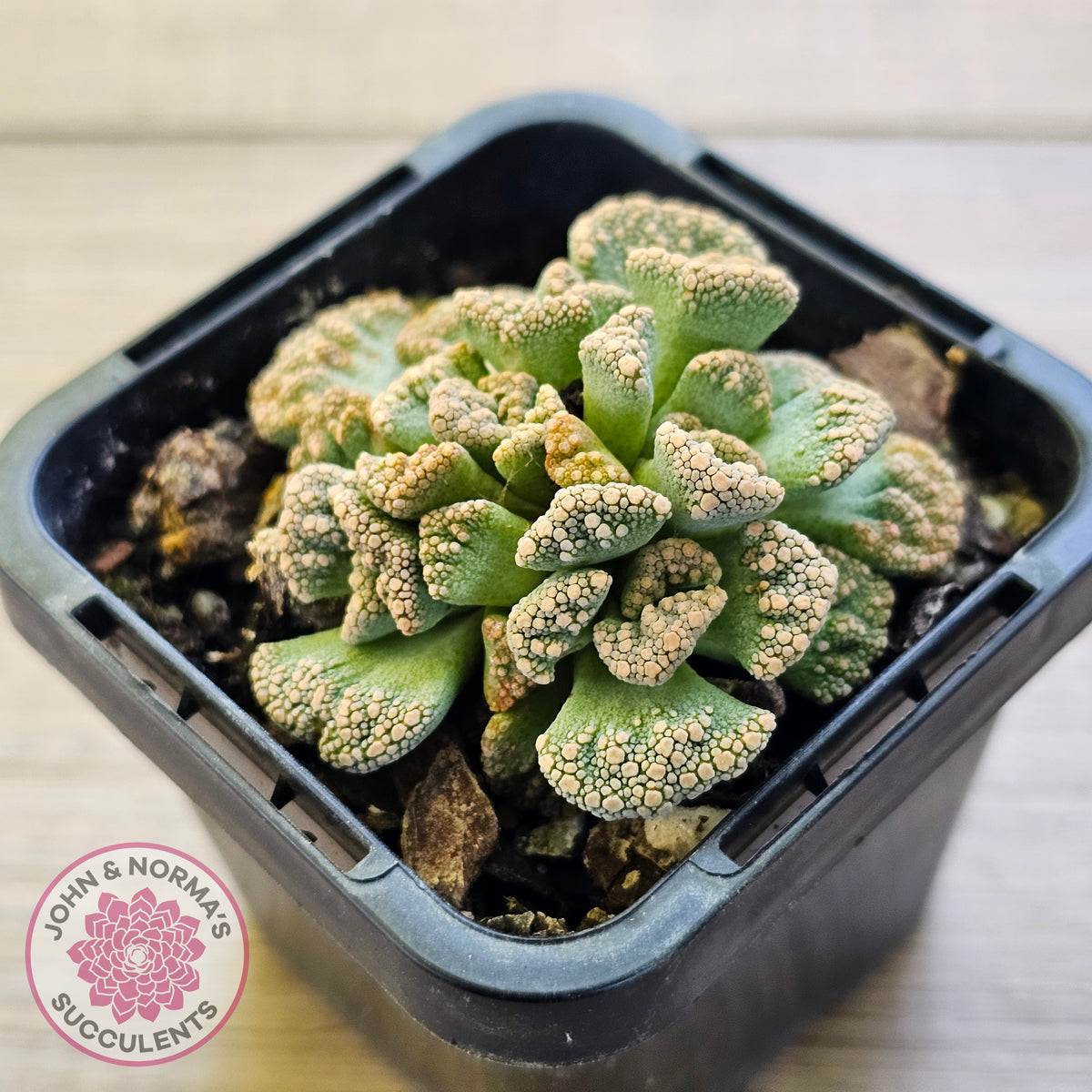 Titanopsis calcarea 'Concrete Leaf'