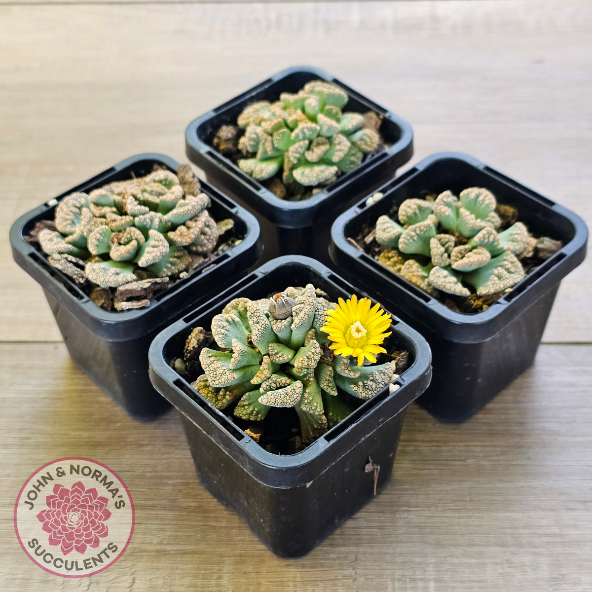 Titanopsis calcarea 'Concrete Leaf'