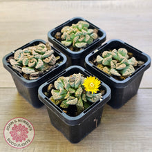 Load image into Gallery viewer, Titanopsis calcarea 'Concrete Leaf'