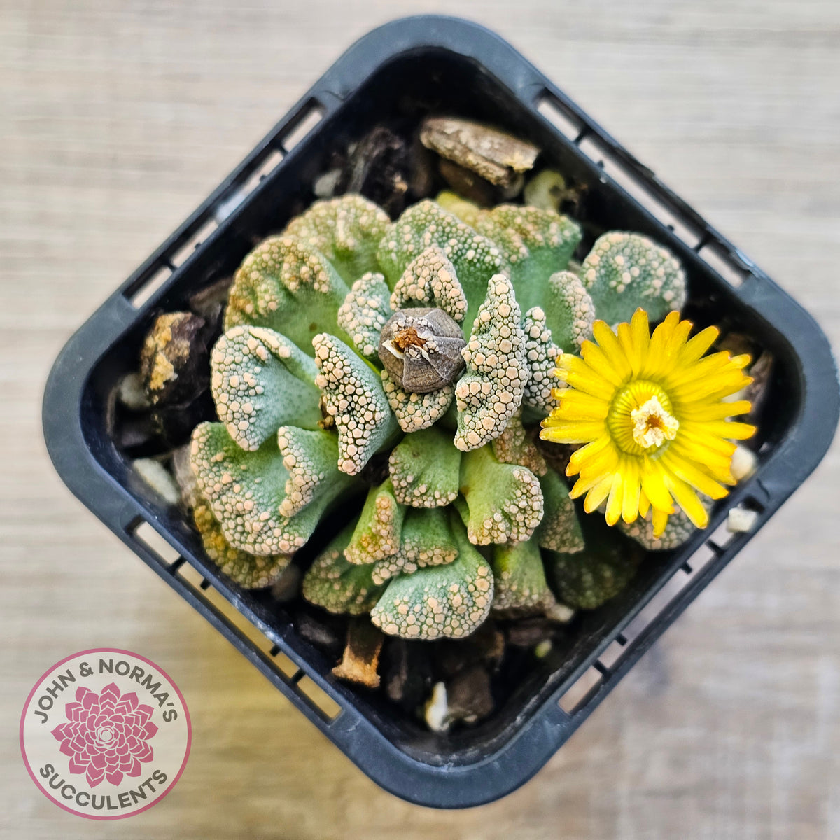 Titanopsis calcarea 'Concrete Leaf'