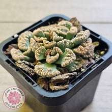 Load image into Gallery viewer, Titanopsis calcarea 'Concrete Leaf'