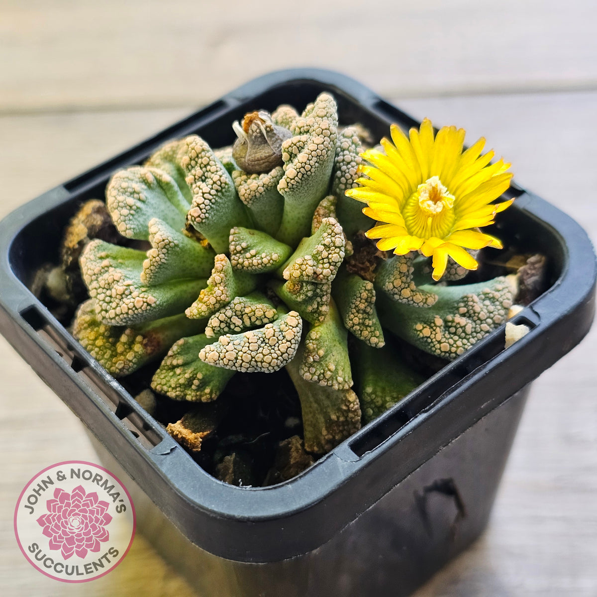 Titanopsis calcarea 'Concrete Leaf'