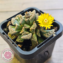Load image into Gallery viewer, Titanopsis calcarea 'Concrete Leaf'