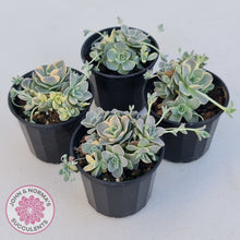 Load image into Gallery viewer, Orostachys iwarenge var. boehmeri - Variegated Chinese Dunce Cap