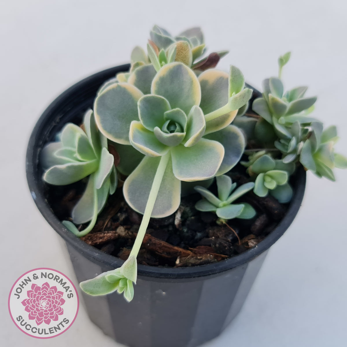 Orostachys iwarenge var. boehmeri - Variegated Chinese Dunce Cap