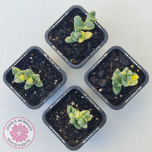 Load image into Gallery viewer, Corpuscularia lehmannii Variegata - Variegated Ice Plant - John & Norma's Succulents Australia