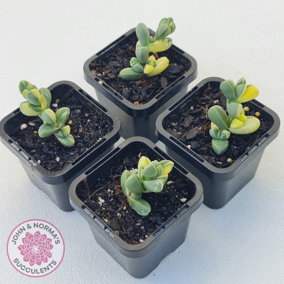 Corpuscularia lehmannii Variegata - Variegated Ice Plant