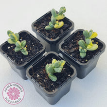 Load image into Gallery viewer, Corpuscularia lehmannii Variegata - Variegated Ice Plant - John & Norma's Succulents Australia