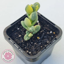 Load image into Gallery viewer, Corpuscularia lehmannii Variegata - Variegated Ice Plant - John & Norma's Succulents Australia