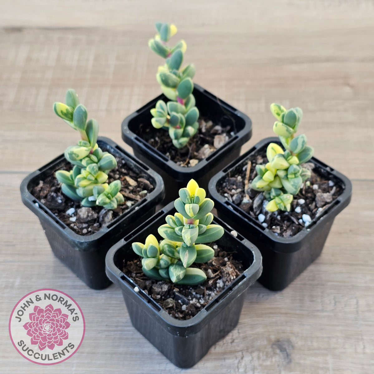 Corpuscularia lehmannii Variegata - Variegated Ice Plant