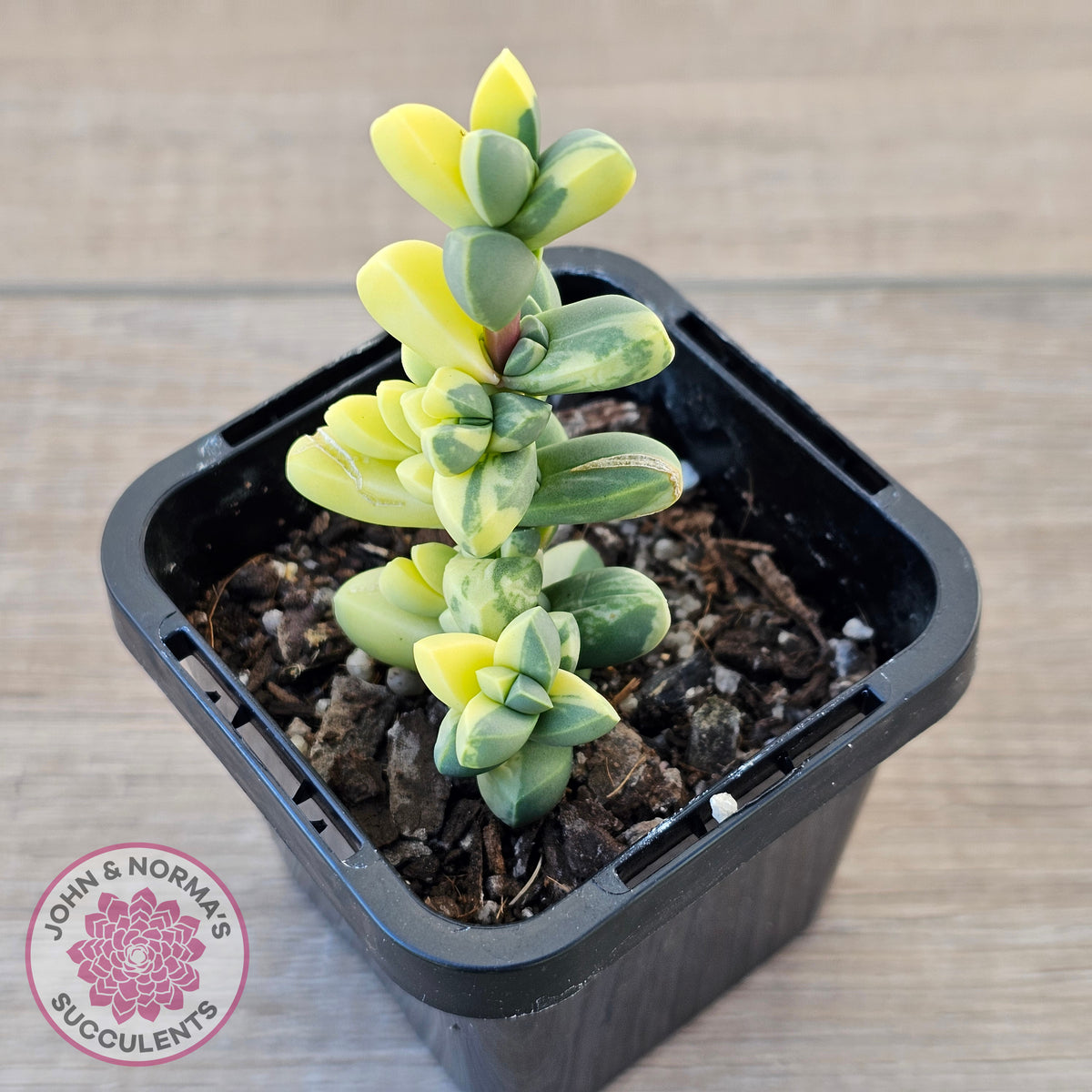 Corpuscularia lehmannii Variegata - Variegated Ice Plant