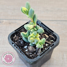 Load image into Gallery viewer, Corpuscularia lehmannii Variegata - Variegated Ice Plant
