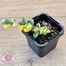 Load image into Gallery viewer, Corpuscularia lehmannii Variegata - Variegated Ice Plant