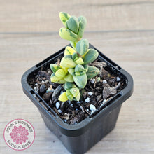 Load image into Gallery viewer, Corpuscularia lehmannii Variegata - Variegated Ice Plant
