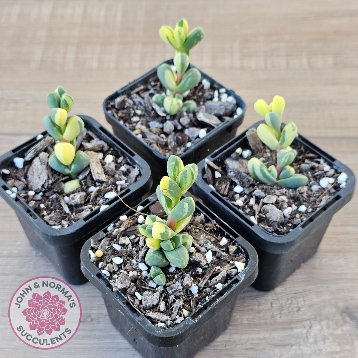 Corpuscularia lehmannii Variegata - Variegated Ice Plant