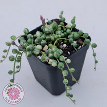 Load image into Gallery viewer, Variegated String of Pearls - Senecio rowleyanus variegata