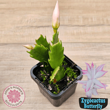 Load image into Gallery viewer, Zygocactus 'Butterfly'