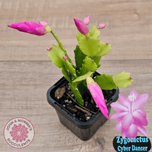 Load image into Gallery viewer, Zygocactus 'Cyber Dancer'