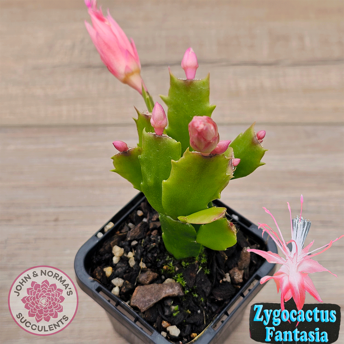 Zygocactus 'Fantasia'