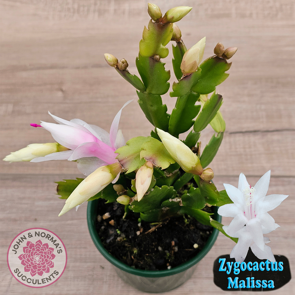 zygo succulent Buy Zygocactus 'Malissa' Australia