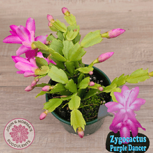 Load image into Gallery viewer, Zygocactus 'Purple Dancer'
