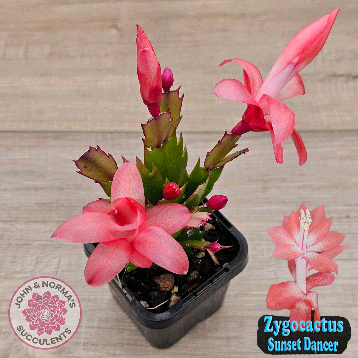 Zygocactus 'Sunset Dancer'
